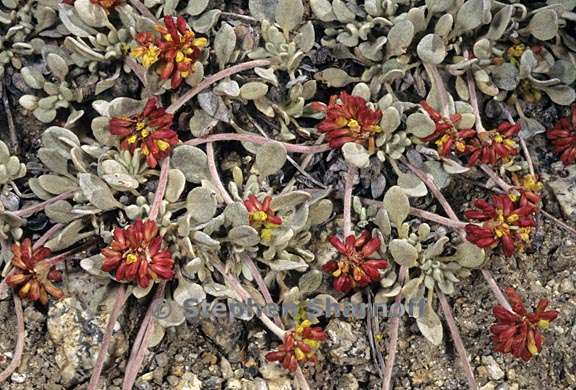 eriogonum incanum 5 graphic